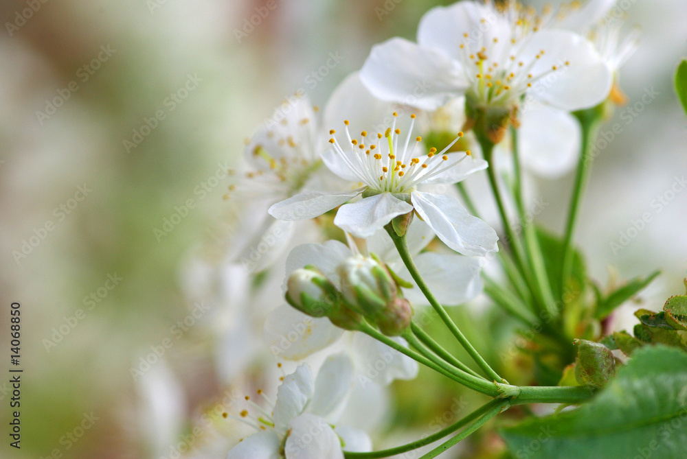 blossoms