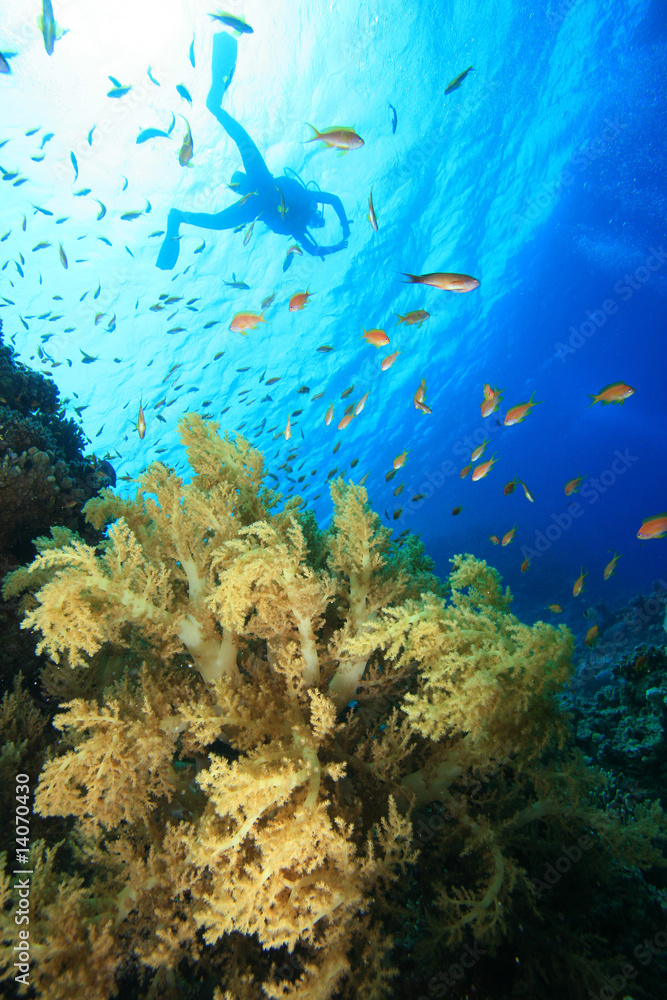 Fototapeta premium Scubadiver silhouette over coral reef