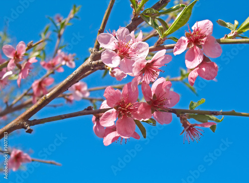 Peach tree's flowers