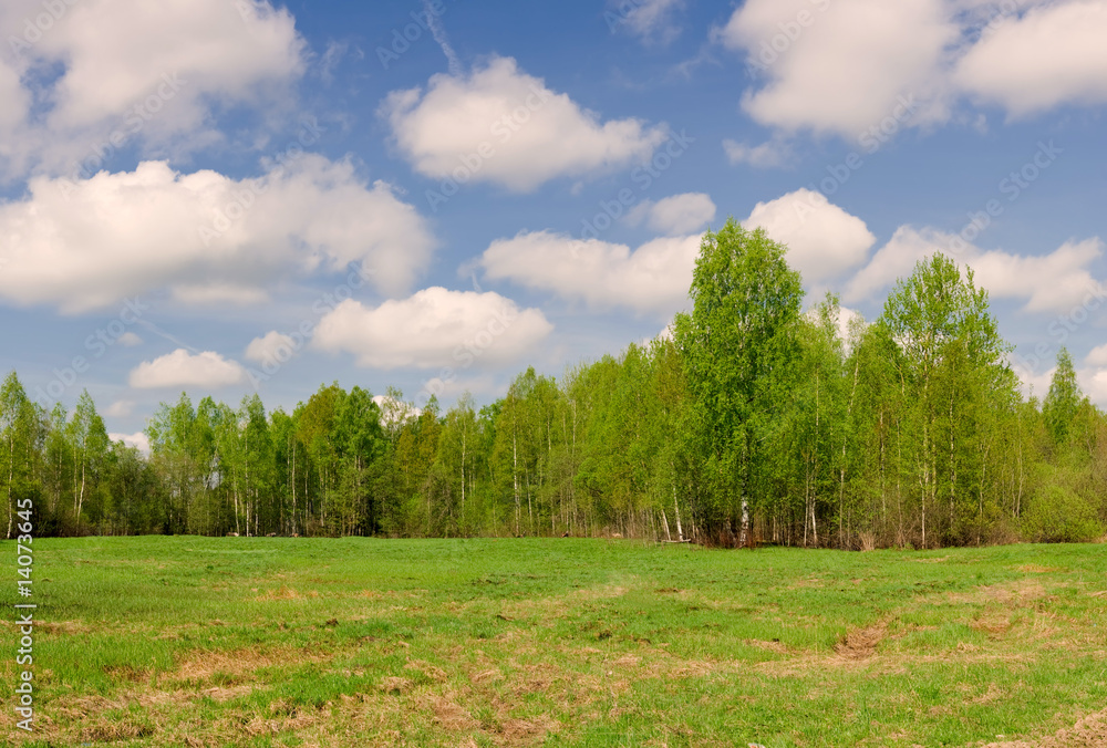 summer landscape with birch forest and clouds summer landscape with birch forest and clouds