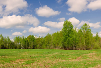 Fotobehang Zomer Berkenbos onder zomerse wolkenlucht  © Ludmila Galchenkova