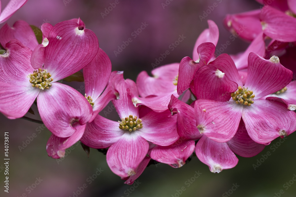 Flowering Dogwood (Cornus Florida)