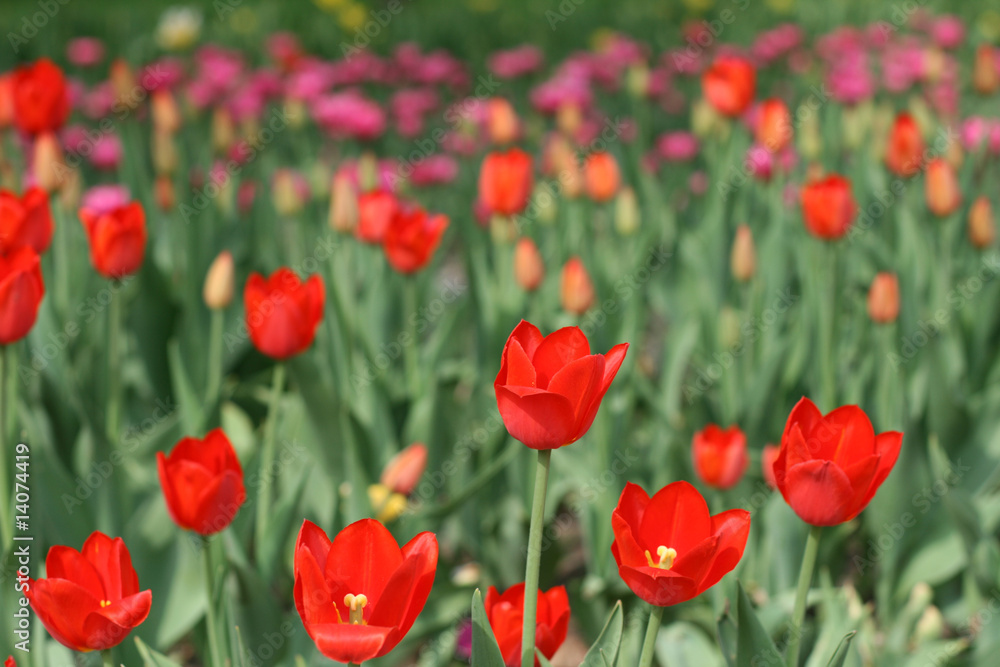 Tulips Tulips