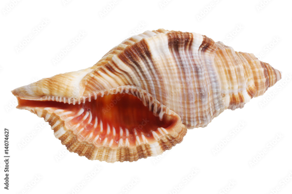 Shell