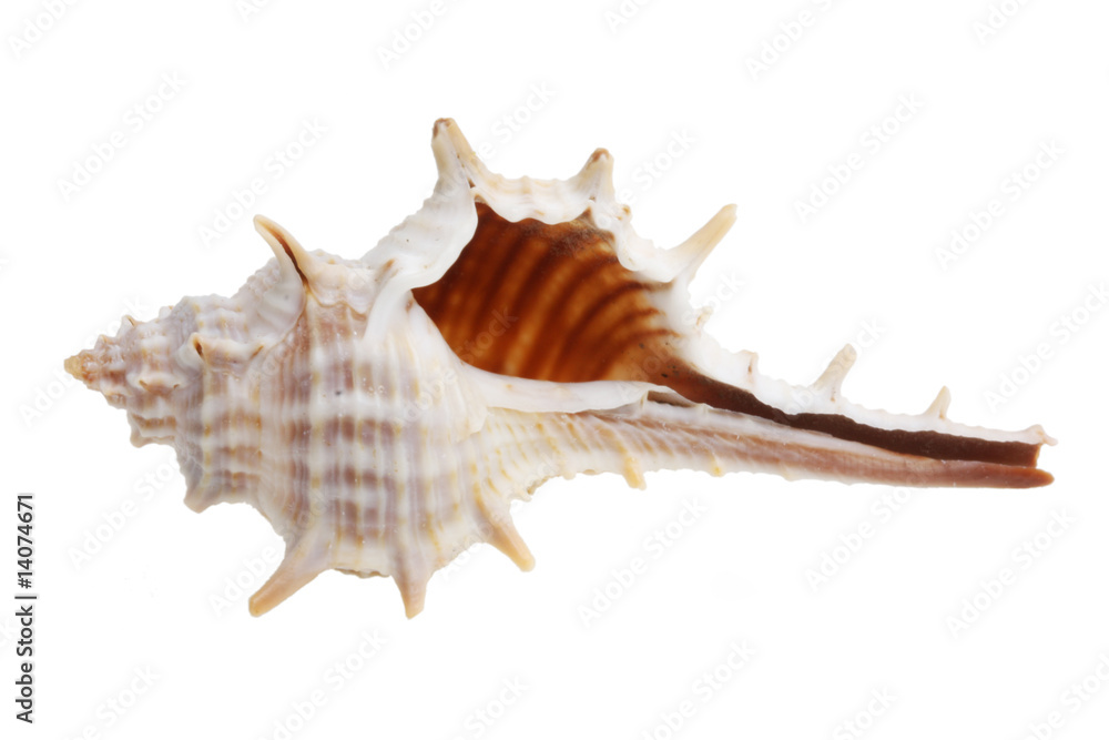 Shell