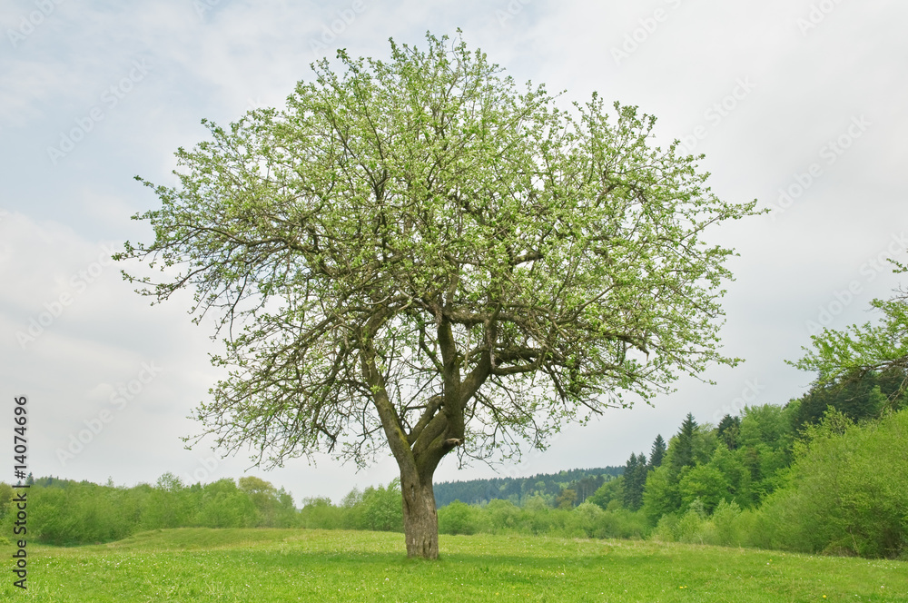 tree tree