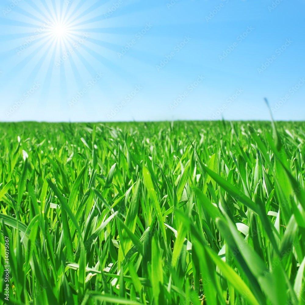 Obraz premium Meadow
