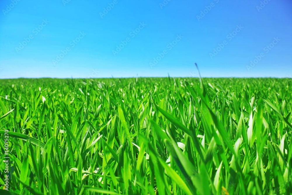 Meadow Meadow