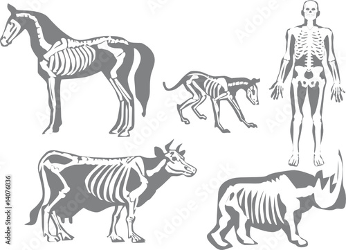 human and animals skeletons