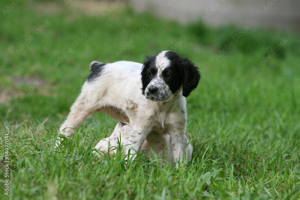 chiot setter anglais se baladant dan le jardin en été chiot setter anglais se baladant dan le jardin en été