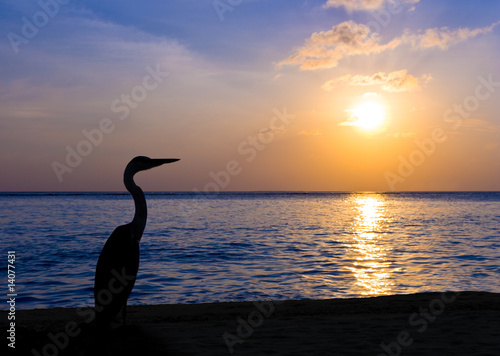 Heron on a tropical beach, sunset