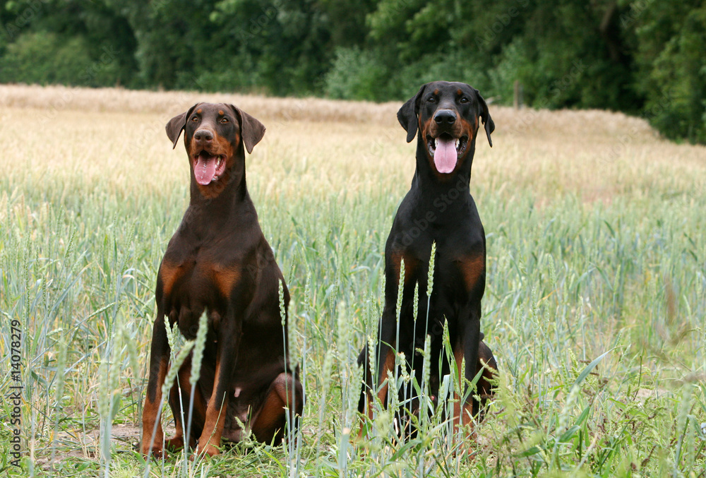 pose assise de deux dobermann adulte dans un champ pose assise de deux dobermann adulte dans un champ