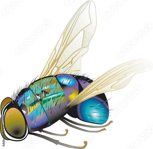 fliege