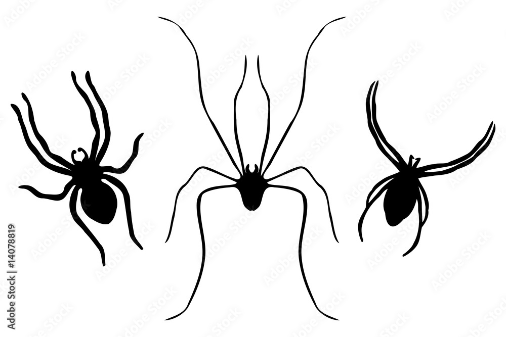 Collection of Spiders - one