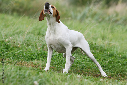 pointer anglais debout vu de face aboyant en campagne