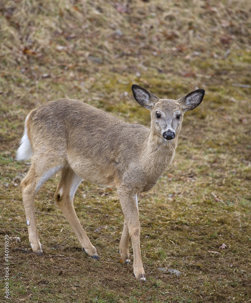 Fototapeta premium antler growth