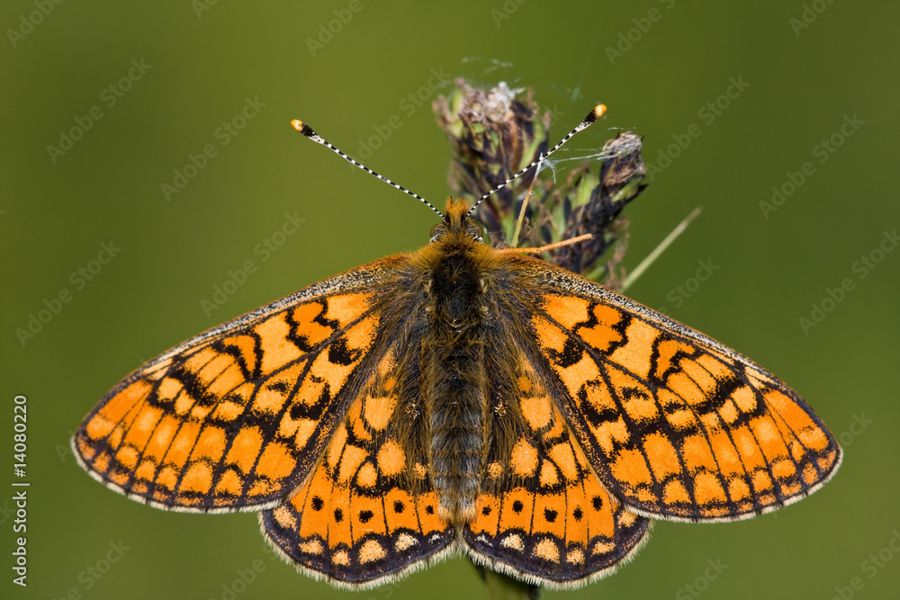 Euphydryas aurinia StockFoto Adobe Stock