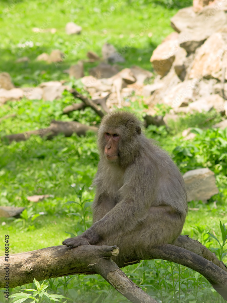 Fototapeta premium baboon