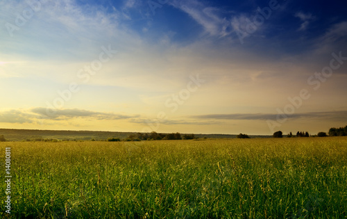 field of summer grass and sunset