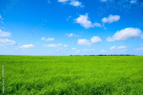summer grass and blue sky
