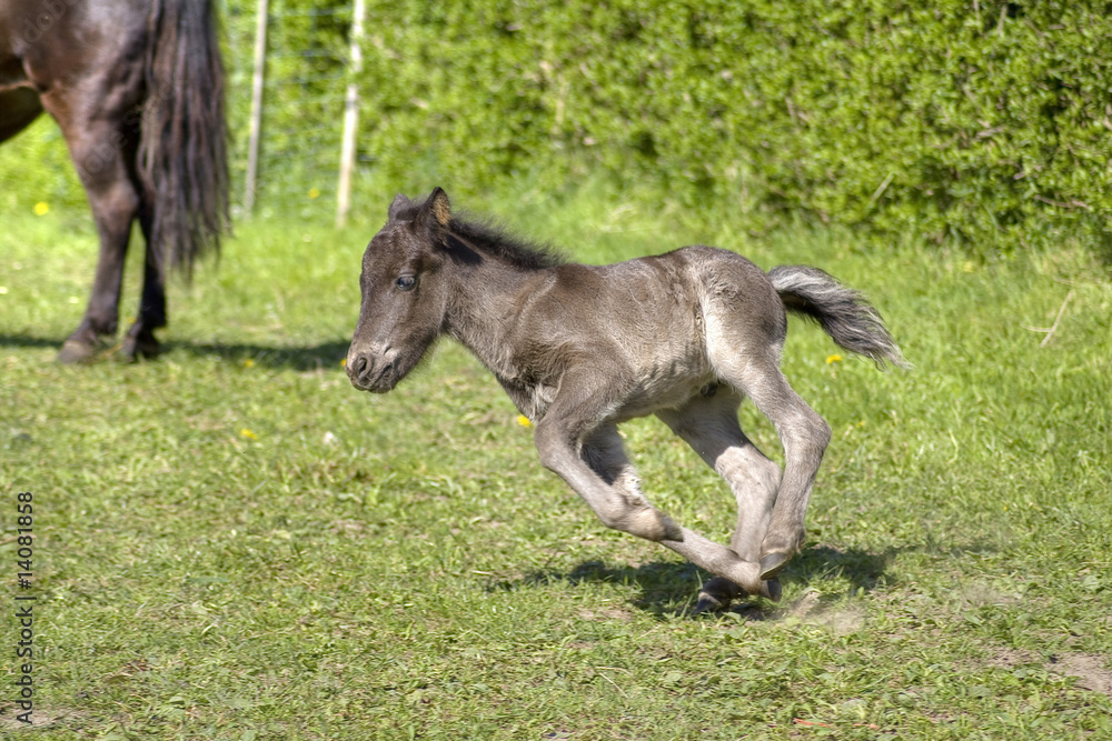 Läufer Läufer