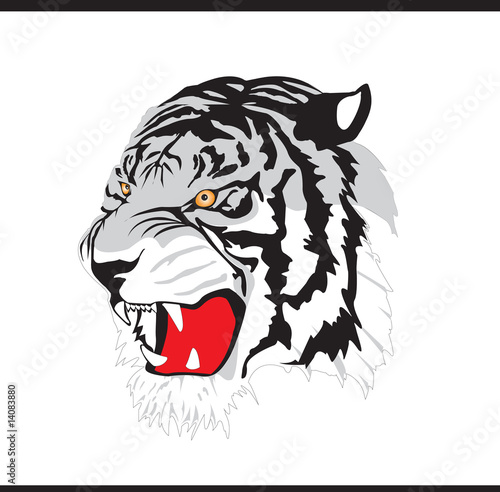White tiger - vector