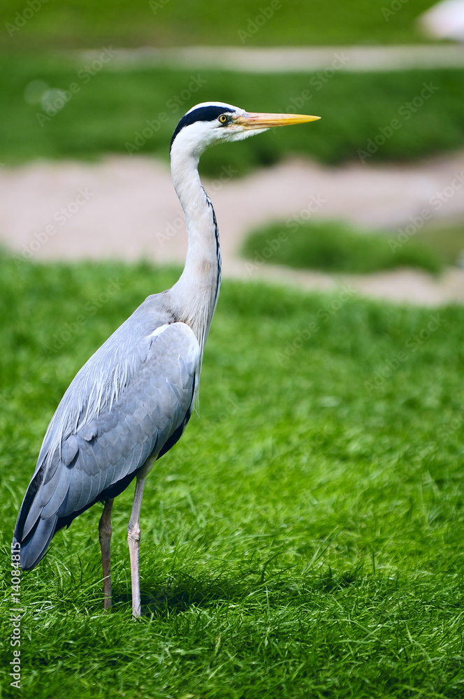 vogel vogel