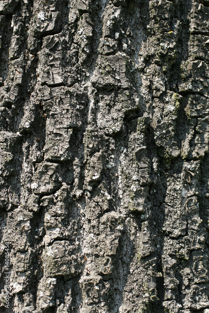 Obraz premium Oak bark