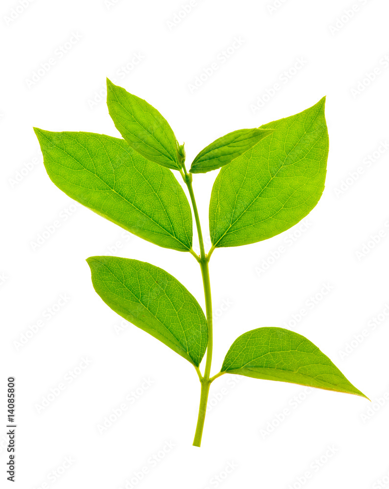 Fototapeta premium green branch isolated