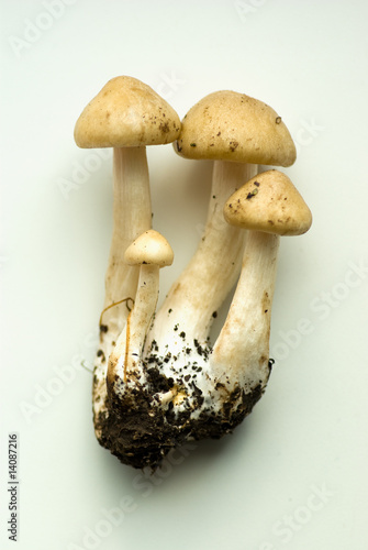 mushroom's family