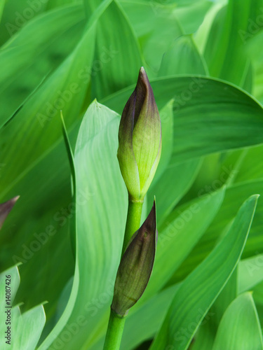 Bud of a flower of a gladiolus