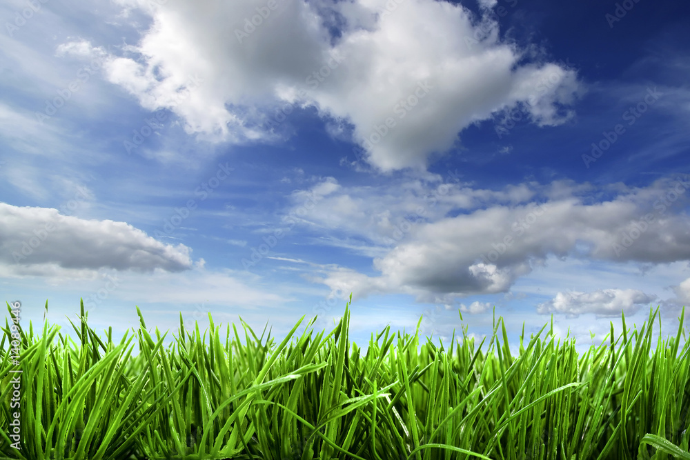 spring background with grass and sky spring background with grass and sky