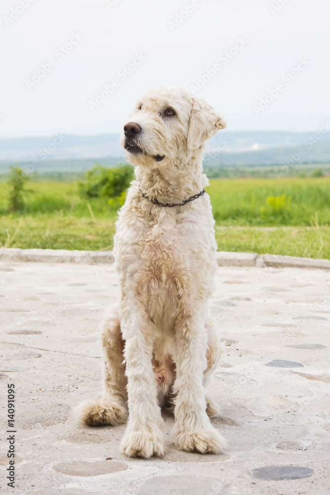 Shepherd dog portrait