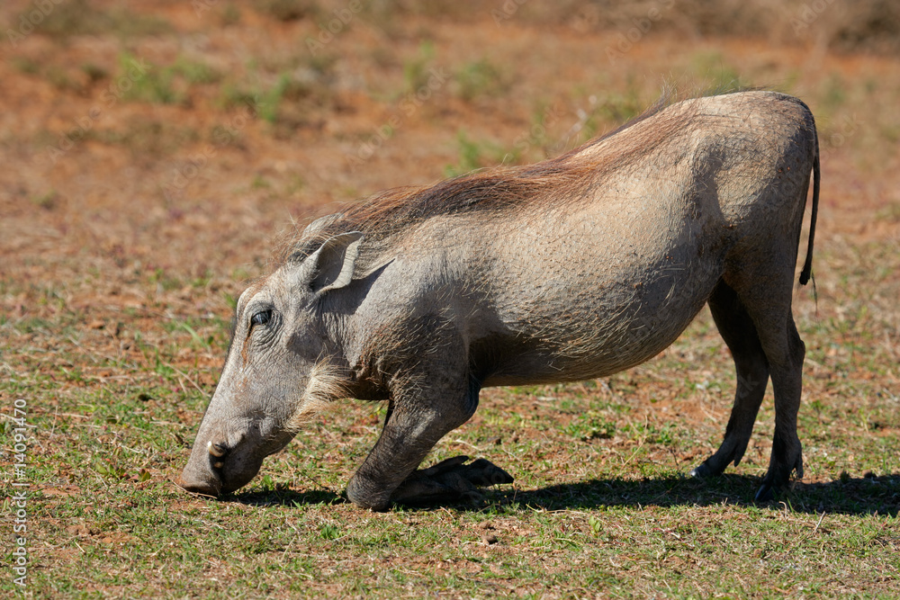 Feeding warthog (Phacochoerus africanus), South Africa Feeding warthog (Phacochoerus africanus), South Africa