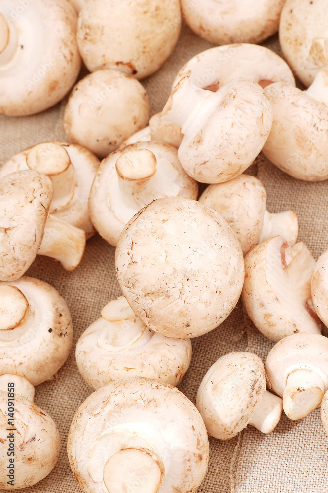 mushrooms mushrooms