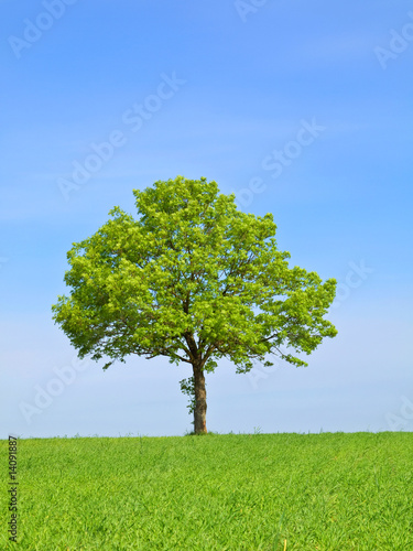 Spring landscape - green tree on the blue sky