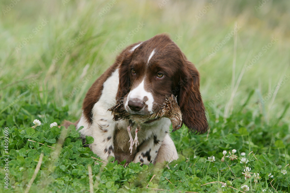 jeune english springer spaniel allongé une proie dans la gueule jeune english springer spaniel allongé une proie dans la gueule