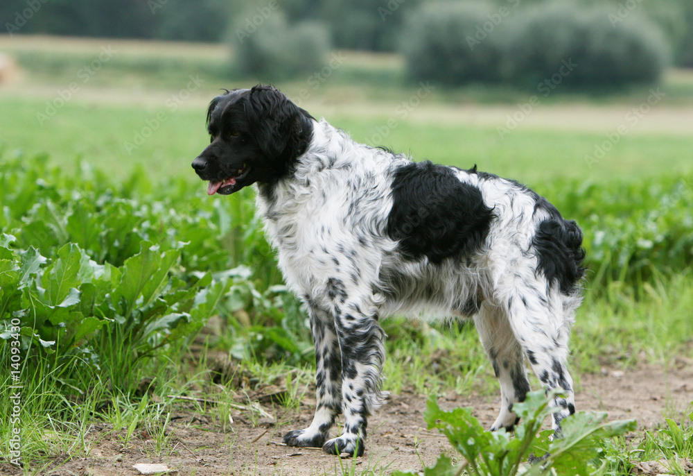 épagneul breton noir et blanc attentif de profil Stock Photo | Adobe Stock