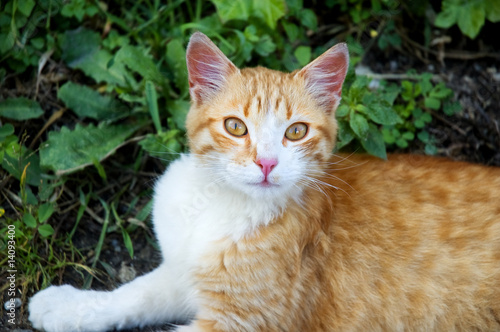 Wallpaper Mural Redhaired kitty Torontodigital.ca