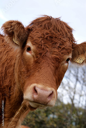 Vache limousine photo