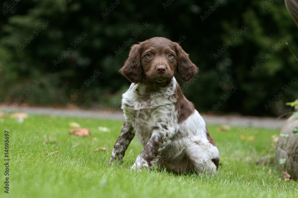 Chiot Epagneul Breton Marron Et Blanc Assis Dans Le Jardin Stock Photo Adobe Stock Chiot Epagneul Breton Marron Et Blanc Assis Dans Le Jardin Stock Photo Adobe Stock