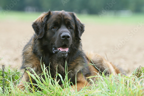 leonberg couché de face à la campagne © Dogs