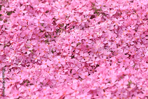 Little pink flowers © Darya Prokapalo
