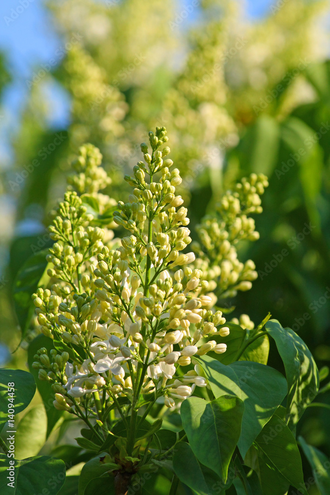 Obraz premium White lilac