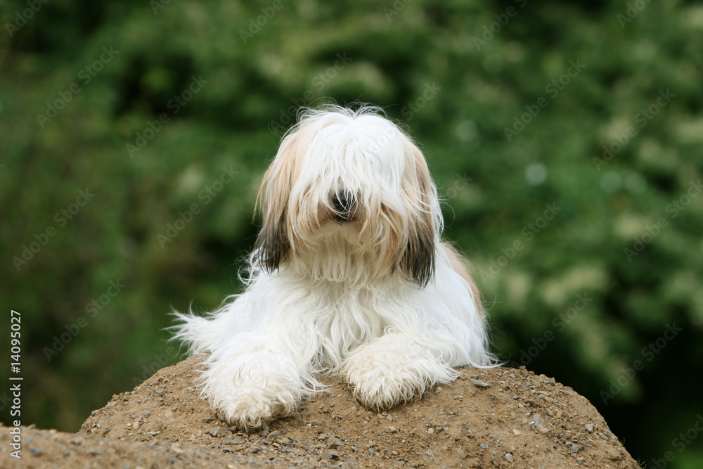 terrier du tibet allongé sur une butte de terre dans le jardin terrier du tibet allongé sur une butte de terre dans le jardin
