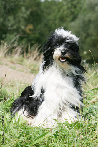 pose assise et fière du terrier du tibet adulte en plein vent