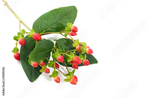 Saint John«s Wort berries photo