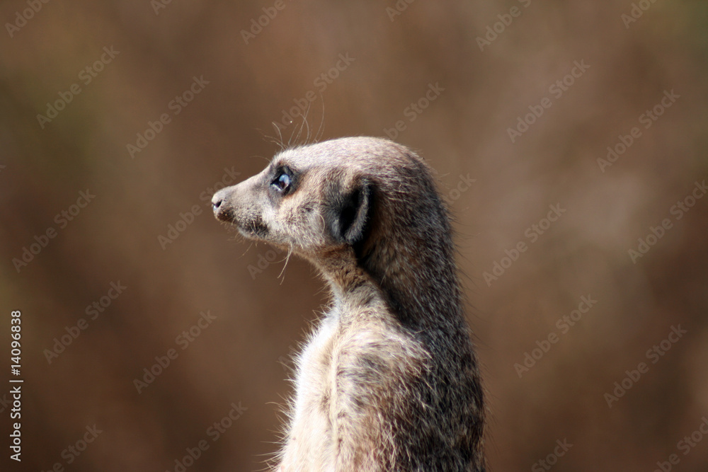 Erdmännchen Erdmännchen