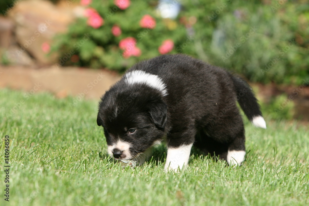 petit border collie noir et blanc dans le jardin petit border collie noir et blanc dans le jardin