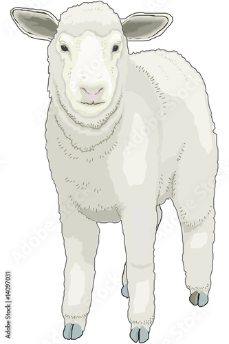 oveja